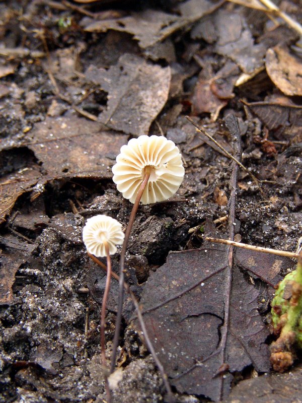 Marasme petite roue   Marasmius rotula